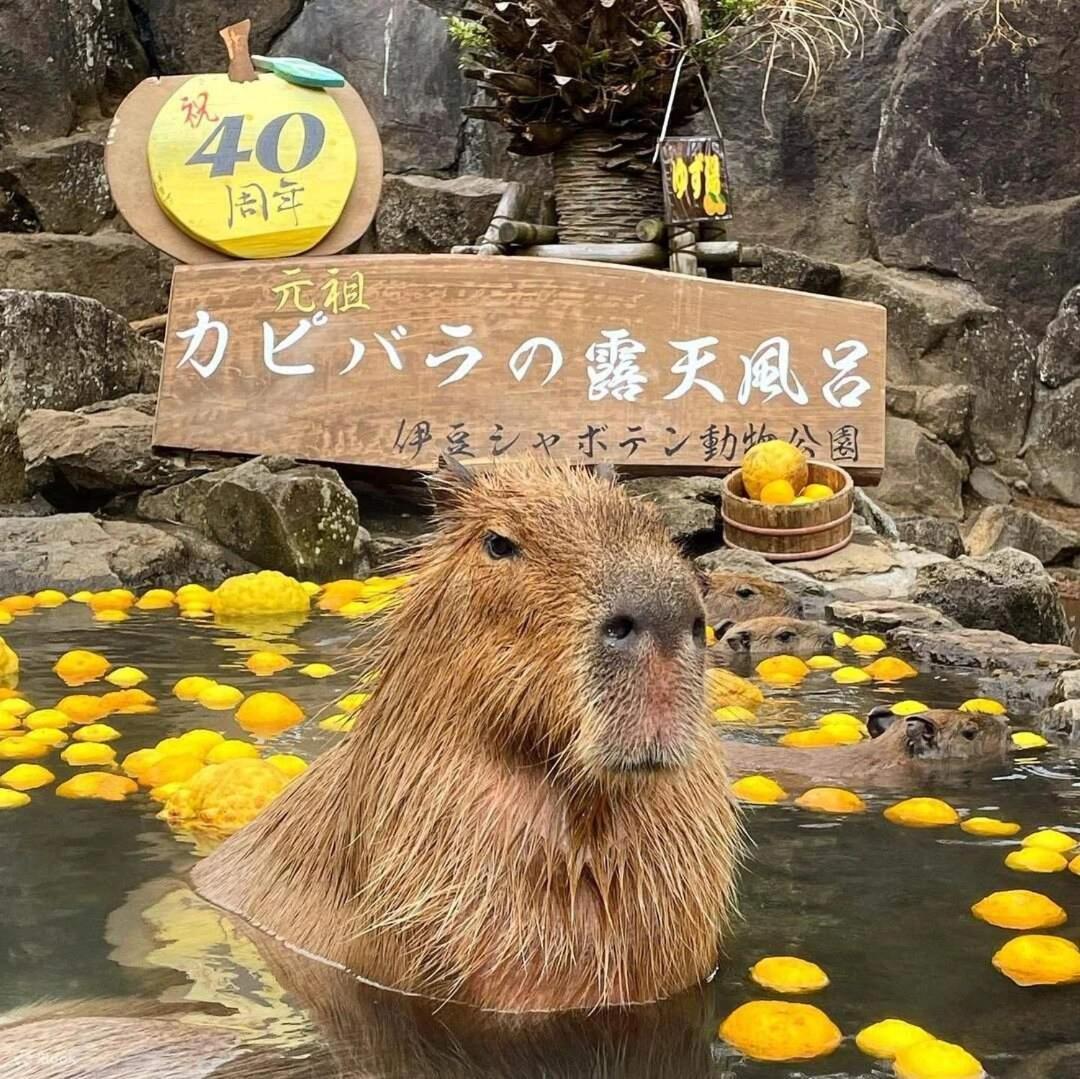 伊豆高原 温泉付別荘 Isana Mountain Villa Futo Exteriör bild